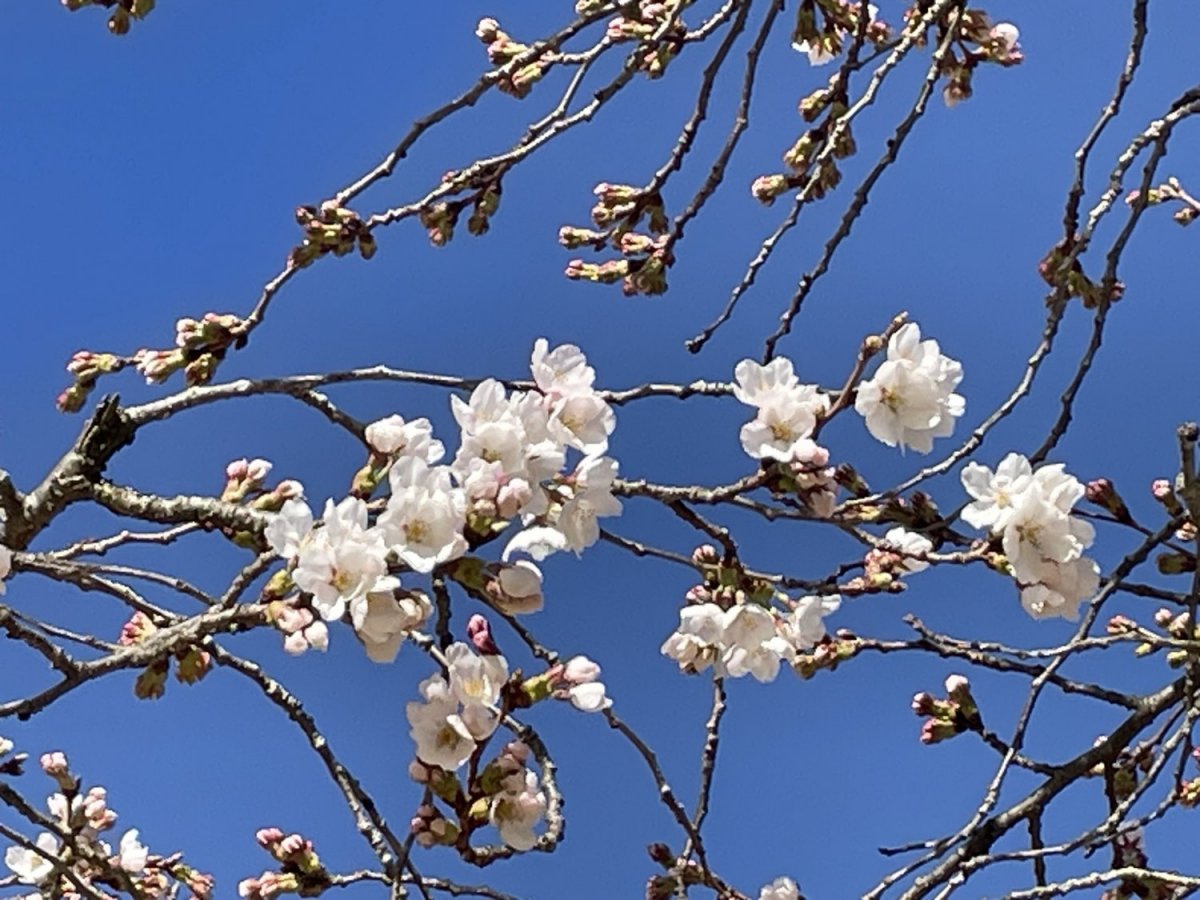 sakura.jpeg