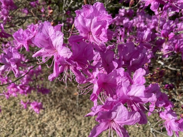 IMG_6508.jpeg